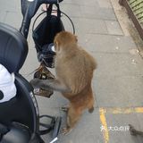 猴岛，万宁市陵水黎族自治县