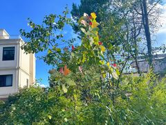 -铁山坪森林公园