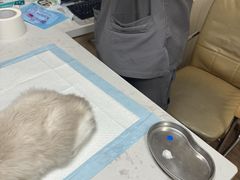 -中农大我爱我爱24h动物医院·中医针灸·猫专科·骨科医疗中心(双井店)