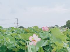 -嘉北郊野公园