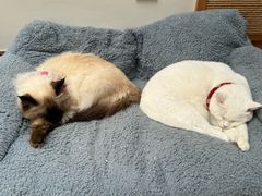 -有猫主题·治愈系猫咖(曾厝垵店)