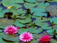 -国家植物园南园