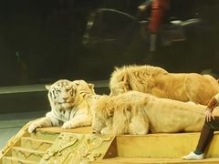 -广州长隆国际大马戏
