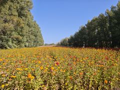 -金塔沙漠胡杨林景区