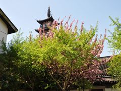 -嘉定紫藤园