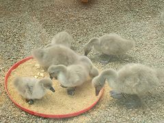 -青藏高原野生动物园