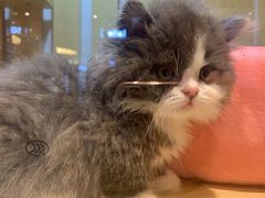 -momokira米努特·德文卷毛猫·棉花面纱犬