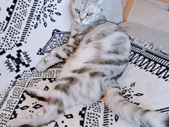 -平行世界·猫咖(首经贸店)