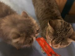 -猫色咖啡·猫咖