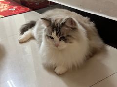 -瑞派动物医院·绝育·犬猫全科·预防医学(光景江南中店)