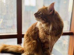 -蓝鲸·缅因猫舍