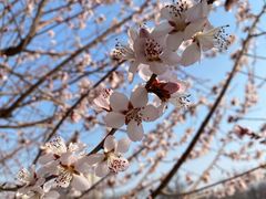 -桃花堤公园