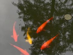 -池杉湖湿地公园
