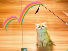 -猫十亿·布偶金渐层·曼基康矮脚猫舍(青年路店)