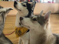 -Husky Go! 哈士奇体验馆·宠物咖啡厅狗咖
