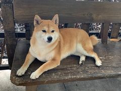 -柴犬高等学院·狗咖·柴犬售卖·宠物训练