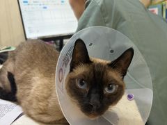 -宠爱国际动物医院·消化内科·心肾内科·ISFM猫友好(望京店)