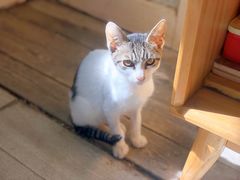 -海边的猫和咖啡馆