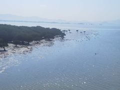 -福田红树林生态公园
