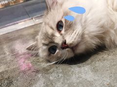 -瞄一喵猫咖(格力海岸店)