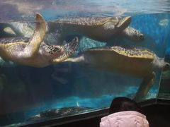 -海合安武汉极地海洋公园