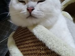 -瑞派雷欧宠物医院·24h夜诊·心脏骨科牙科·全科重症转诊中心(无影山店)