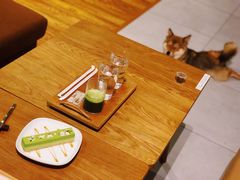 -柴务处·柴犬主题狗咖