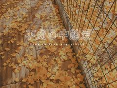 -三里屯东五街银杏大道