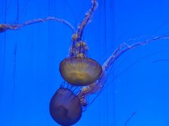 -上海海洋水族馆