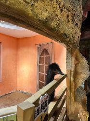 -Zoolung Zoolung动物主题公园(海信广场店)