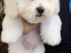 -PETKIT小佩宠物(古北店)