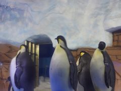 -海合安成都极地海洋公园