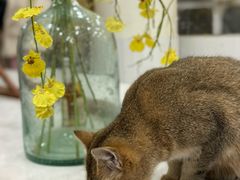 -共舞时光猫咖·狗咖(新街口店)