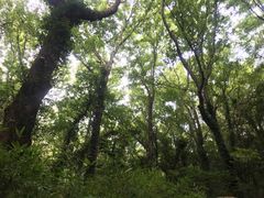 -普陀山风景区-佛顶山