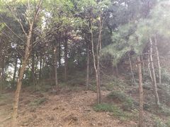 -老象峰