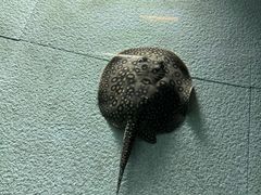 -上海海洋水族馆