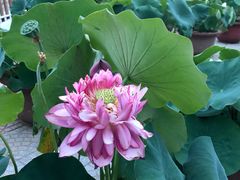 -莲花池公园