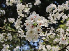 -武汉大学-樱园