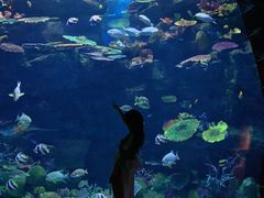-暹罗海洋世界