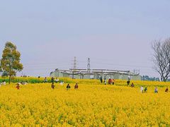 -三圣花乡旅游区