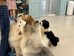 -安格丽娜·狗咖·猫咖羊驼咖(春熙路百盛商场店)