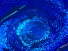 -海合安青岛极地海洋公园