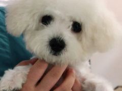 -安安宠物医院(情缘分院)