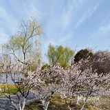 翡翠湖公园开放第一天， 阳光正好， 风轻云淡