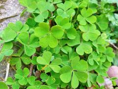 -上海佘山国家森林公园天马山园