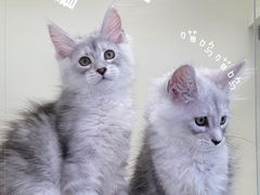 -十年猫舍·猫咪专门店(普陀店)