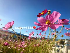 -希拉穆仁草原