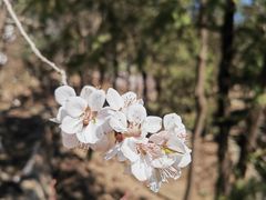 -鹫峰国家森林公园