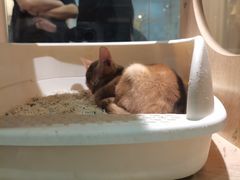 -BABIT巴比特宠物(MOMOPARK店)