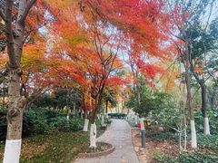 -青枫公园